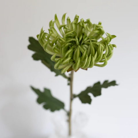 BLOOM OBJECTS kunstig Kaktus Dahlia Grøn