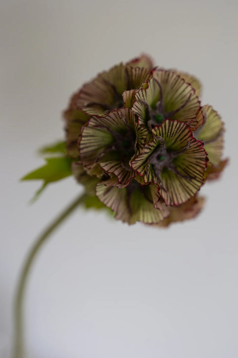 BLOOM OBJECTS kunstig Scabiosa blomst - støvet